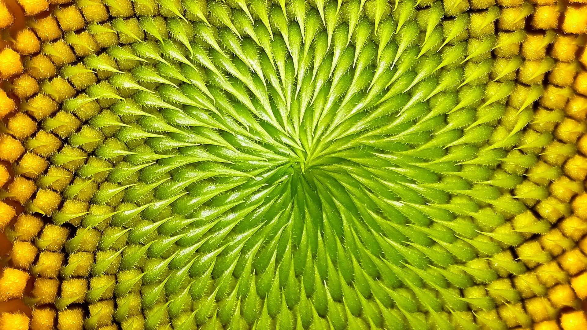 A close-up photograph of the center of a sunflower head, where pointed green bracts curve in a dense spiral around a dark central point and yellow florets fill the outer corners of the frame.